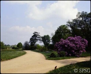 Potsdam, Park Babelsberg, Parkansicht mit Wegführung und blühendem Rhododendron.