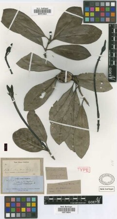 Sphinctanthus longiflorus Griseb. [isotype]