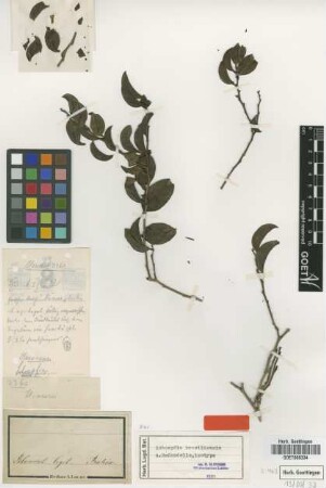 Schoepfia brasiliensis A.DC. [isotype]