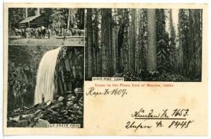 Moscow. Scene in the Pines, East of Moscow,Idaho.