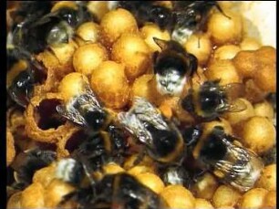 Development of Colony and Nest in the Bumblebee (Bombus terrestris)