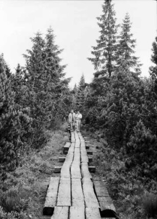 Kaltenbronn: Bohlenweg (Eisenbahnschwellen) durchs Moor