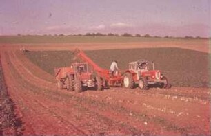 Fotografie: Erntetechnik, Zuckerrübe, Be- und Entladen, Parallelverfahren, Schwadlader