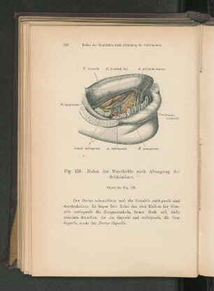 Fig. 159. Boden der Mundhöhle nach Abtragung der Schleimhaut.