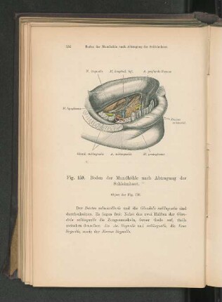 Fig. 159. Boden der Mundhöhle nach Abtragung der Schleimhaut.