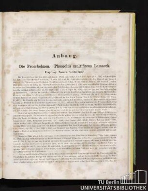 Anhang. Die Feuerbohnen. Phaseolus multiflorus Lamarck.