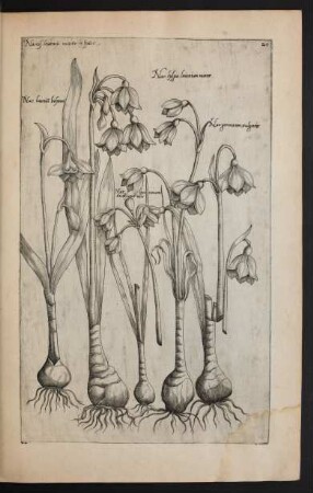 Taf. 20. [Narcissus]