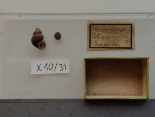 Cyclostoma Orbignyanum Pet.