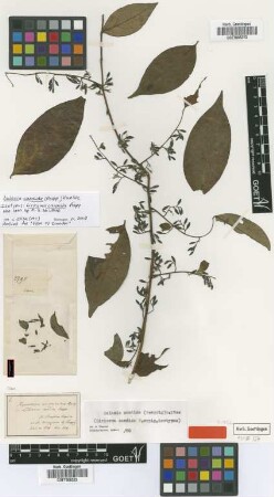 Liriosma candida Poepp. [isotype]