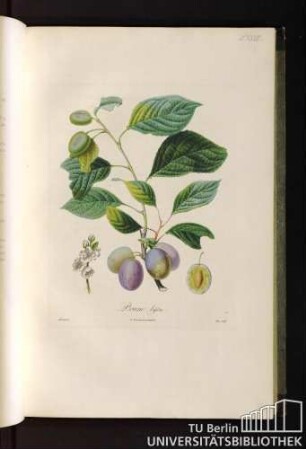 P. XXXIV. Prune bifère.