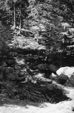 Abfluß des Kleinen Arbersees : Waldbach
