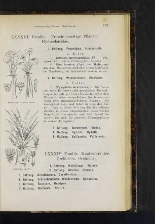 3. Gattung. Wasserpest. Elodea. 4. Gattung. Hydrille. Hydrilla. 5. Gattung. Vallisnerie. Vallisneria.
