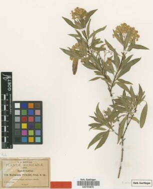 Machaonia pringlei A.Gray [isotype]