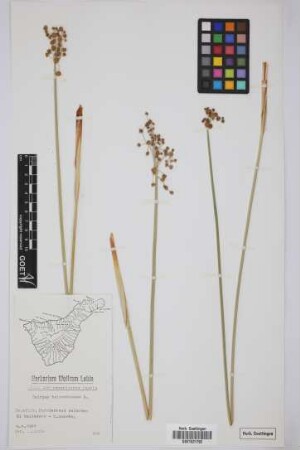 Scirpus holoschoenus L.