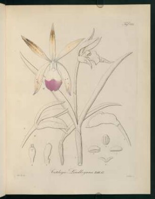 135r-135v, Cattleya Lindleyana