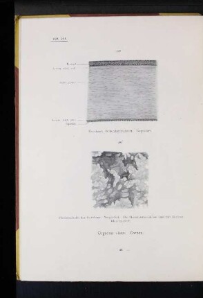 Organon visus. Cornea.