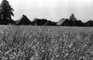 Rapsfeld in Blüte: im Hintergrund Bäume, Büsche, Häuser: 6. Mai 1999