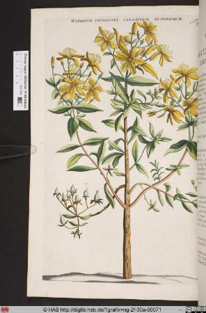 HYPERICUM FRUTESCENS CANARIENSE MULTIFLORUM.