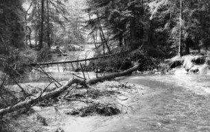 Tharandt-Triebisch, Tharandter Wald. An der Triebisch zwischen Hartha und Grund