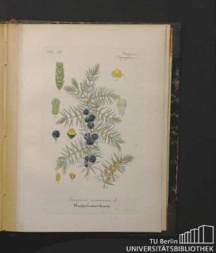Coniferae. (Capressineae.) Juniperus communis L. Wachholderbeerstrauch.