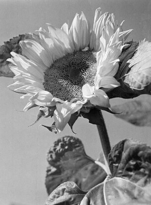 Sonnenblumen. Einzelblüte