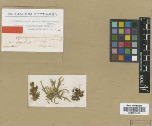 Hookeriopsis utacamundiana (Mont.) Broth.