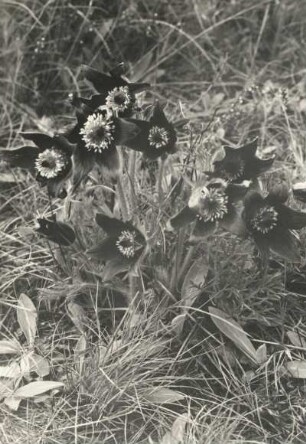 Gewöhnliche Kuhschelle (Pulsatilla vulgaris) auf dem Wachtelberg bei Wurzen