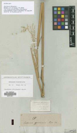 Saccharum officinarum L.
