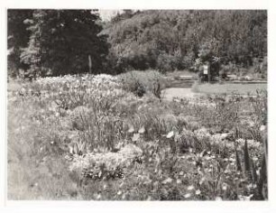 Bundesgartenschau 1955, Kassel: Blumenbeet mit Iris