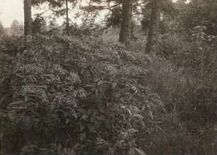 Bergwald mit Fuchsschem Greiskraut (Senecio ovatus), auch Fuchs-Greiskraut oder Kahles Hain-Greiskraut und Wald-Engelwurz (Angelica sylvestris)