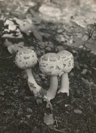 Europa. Gemeine Safranschirmling oder Safran-Riesenschirmpilz (Chlorophyllum rachodes, syn. Macrolepiota rachodes)
