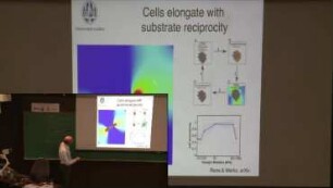 Mathematical Modeling of Cell Shape and Collective Endothelial Cell Behavior due to cell-ECM cross-talk