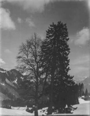 Fichte : Blick auf eine Fichte am Kackenkopf