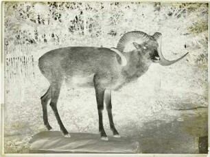 Ovis ammon polii Blyth, 1840