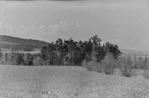 Bei Mehltheuer : Feld mit Wald