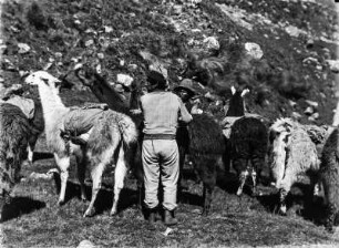 Beladen der Llamas : Männer beladen Llamas.