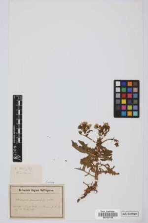 Andryala pinnatifida Aiton