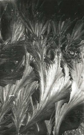 Eisblumen auf Fensterscheibe