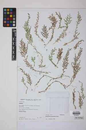 Selaginella popayanensis Hieron.