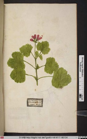 Geranium Africanum alchimillae folio, margine albicante.