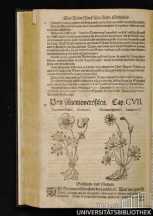 Cap. CVII. Von Anemonerößlen.
