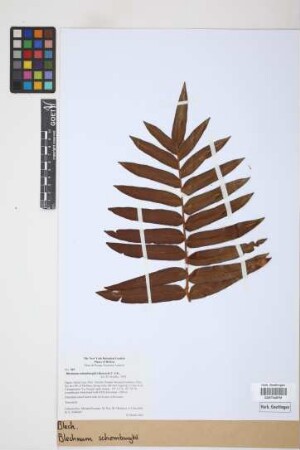 Blechnum schomburgkii (Klotzsch) C. Chr.