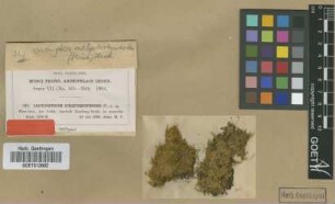 Rhaphidostegium subleptorhynchoides M.Fleisch. [isotype]