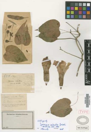 Ipomoea calantha Griseb. [holotype]