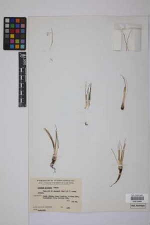 Isoetes capensis Duthie