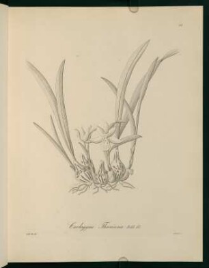 46r-46v, Coelogyne Thuniana