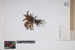 Ceterach officinarum DC.