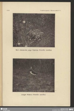Junger Kiebitz, Vanellus vanellus