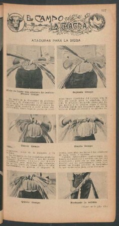 Ataduras para la siega : El campo y la chacra