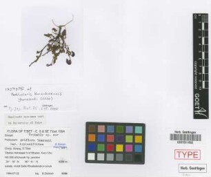 Pedicularis kuruchuensis T.Yamaz. [isotype]